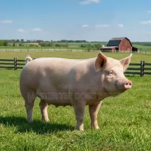 Pigs for Sale