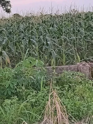 Fresh Sweet Corn