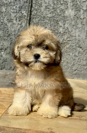 1-3 months Male Purebred Lhasa Apso