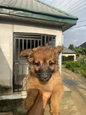 3-6 months Male Mixed Breed German Shepherd
