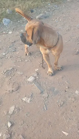 1+ year Male Purebred Boerboel