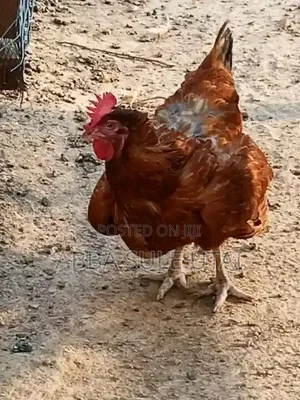 Fresh Chicken Dey