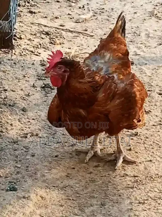 Fresh Chicken Dey
