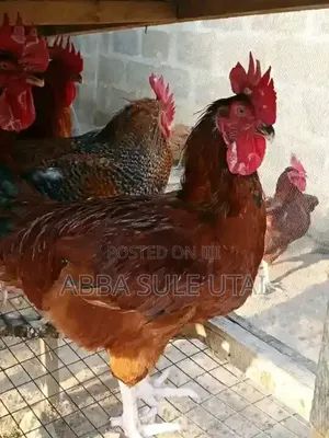 Fresh Chicken Dey