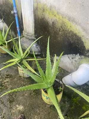 Aloe Vera Plants