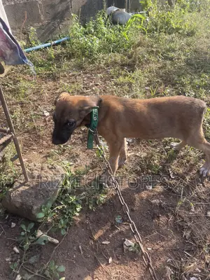 3-6 months Male Mixed Breed German Shepherd