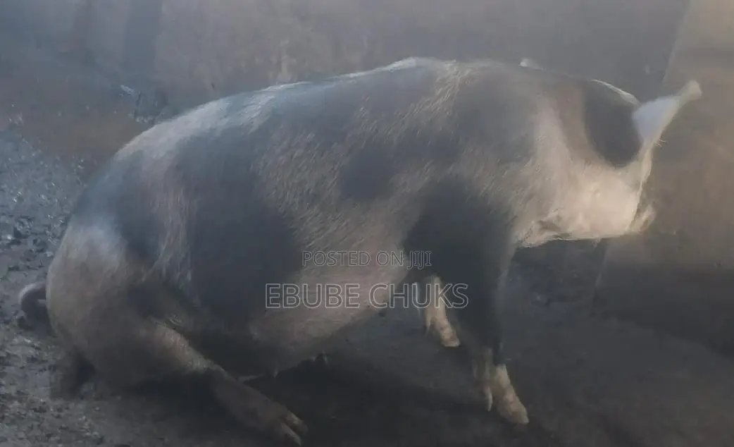 Pregnant Pigs for Sell