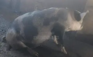 Pregnant Pigs for Sell