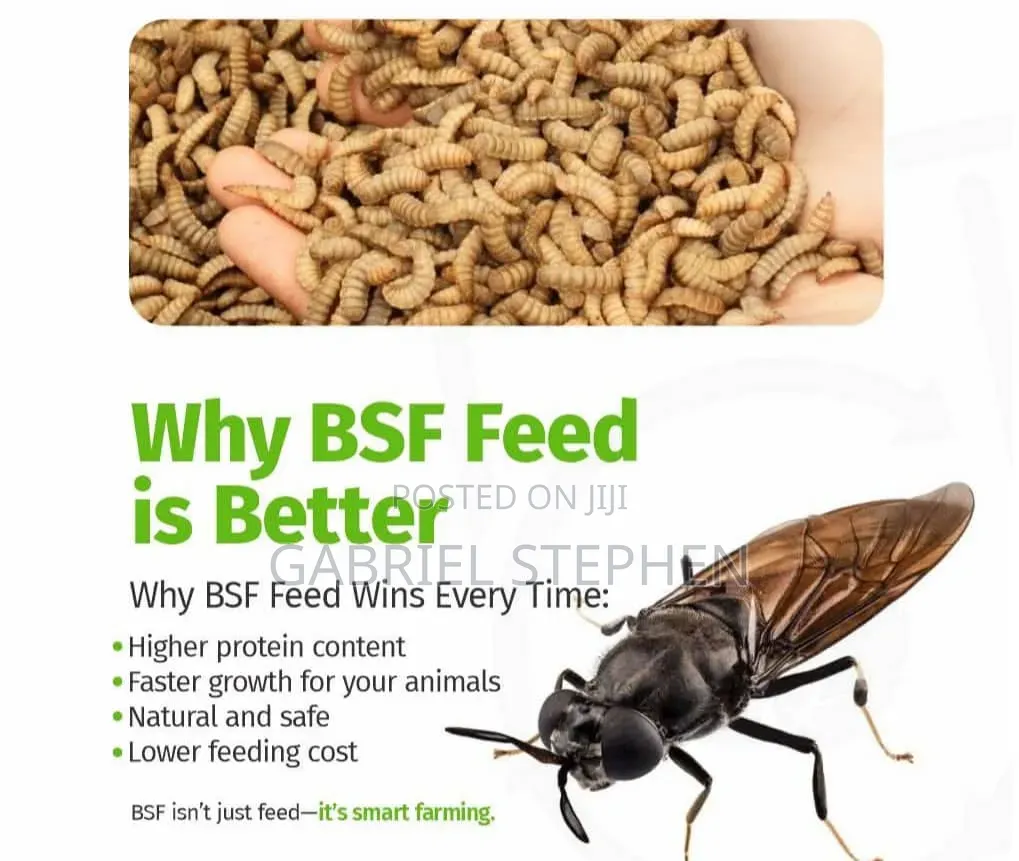 Fresh Black Soldier Fly Larvae