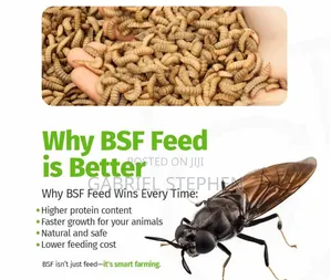 Fresh Black Soldier Fly Larvae