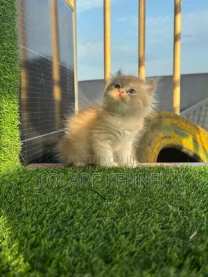 0-1 month Male Purebred Persian