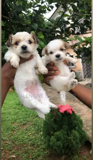 1-3 months Female Purebred Shih Tzu