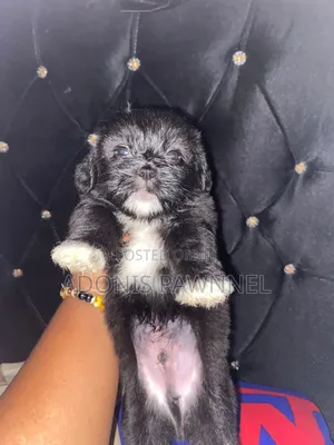 1-3 months Female Purebred Lhasa Apso