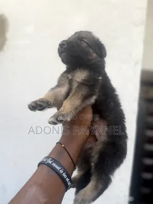 1-3 months Female Purebred German Shepherd
