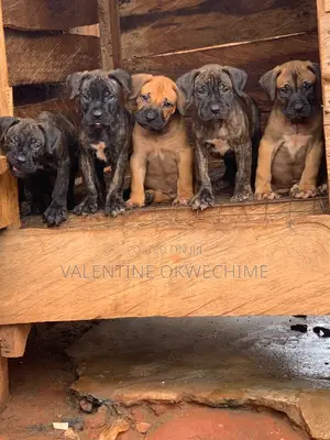 1-3 months Female Purebred Boerboel