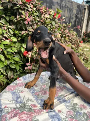 3-6 months Male Purebred Doberman Pinscher