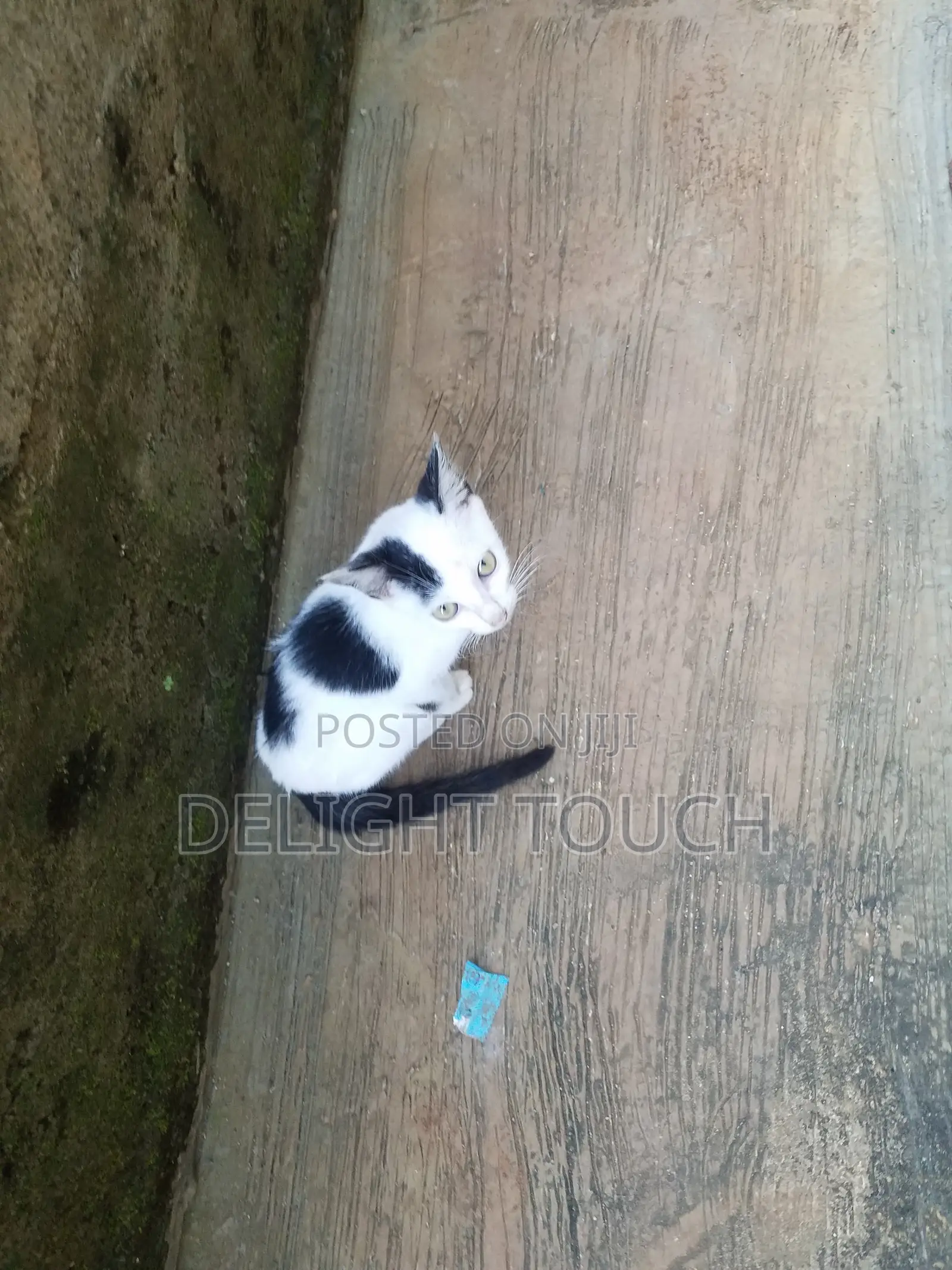 3-6 months Female Mixed Breed Cornish Rex