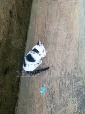 3-6 months Female Mixed Breed Cornish Rex