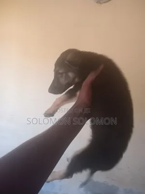 1-3 months Male Purebred German Shepherd
