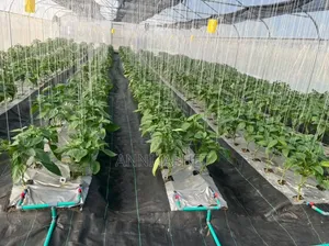 Tomato and Pepper Farm for Sell Abeokuta