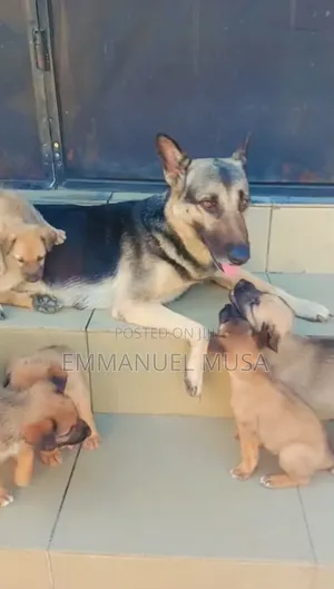 0-1 month Female Mixed Breed German Shepherd