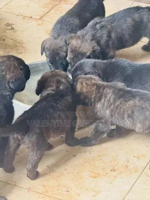 1-3 months Female Purebred Boerboel
