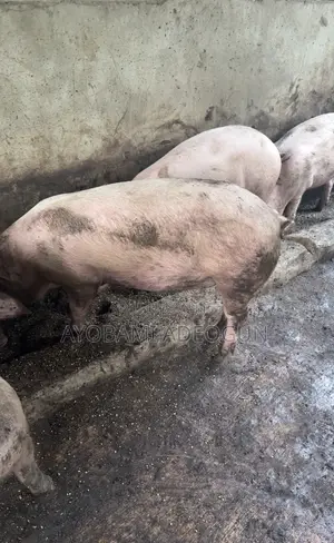 Castrated Pigs 80kg and Above
