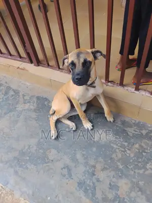6-12 months Male Purebred Boerboel