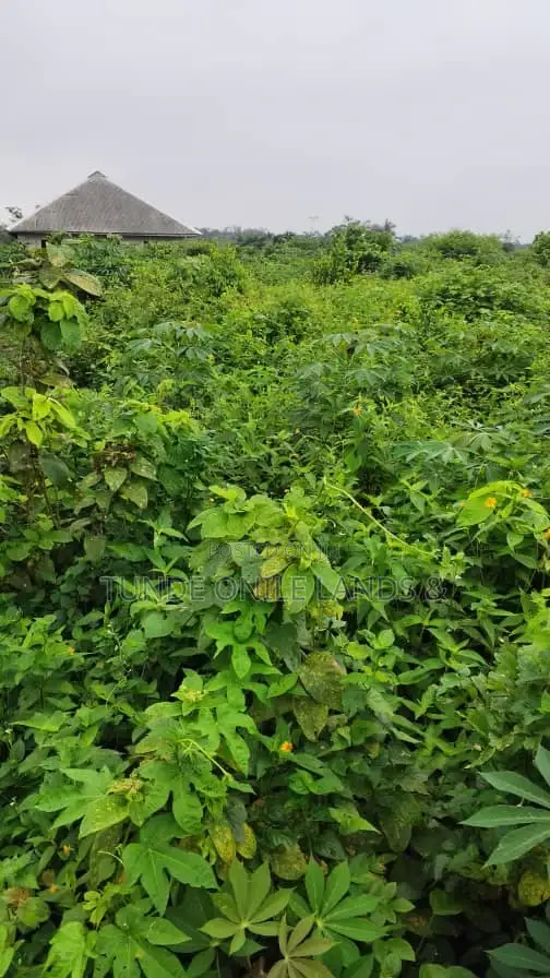 Half Plot of Land for Sale at Elelede Iraye Oke Epe 3million Dry Land