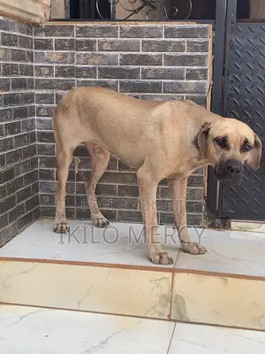 1+ year Female Purebred Boerboel