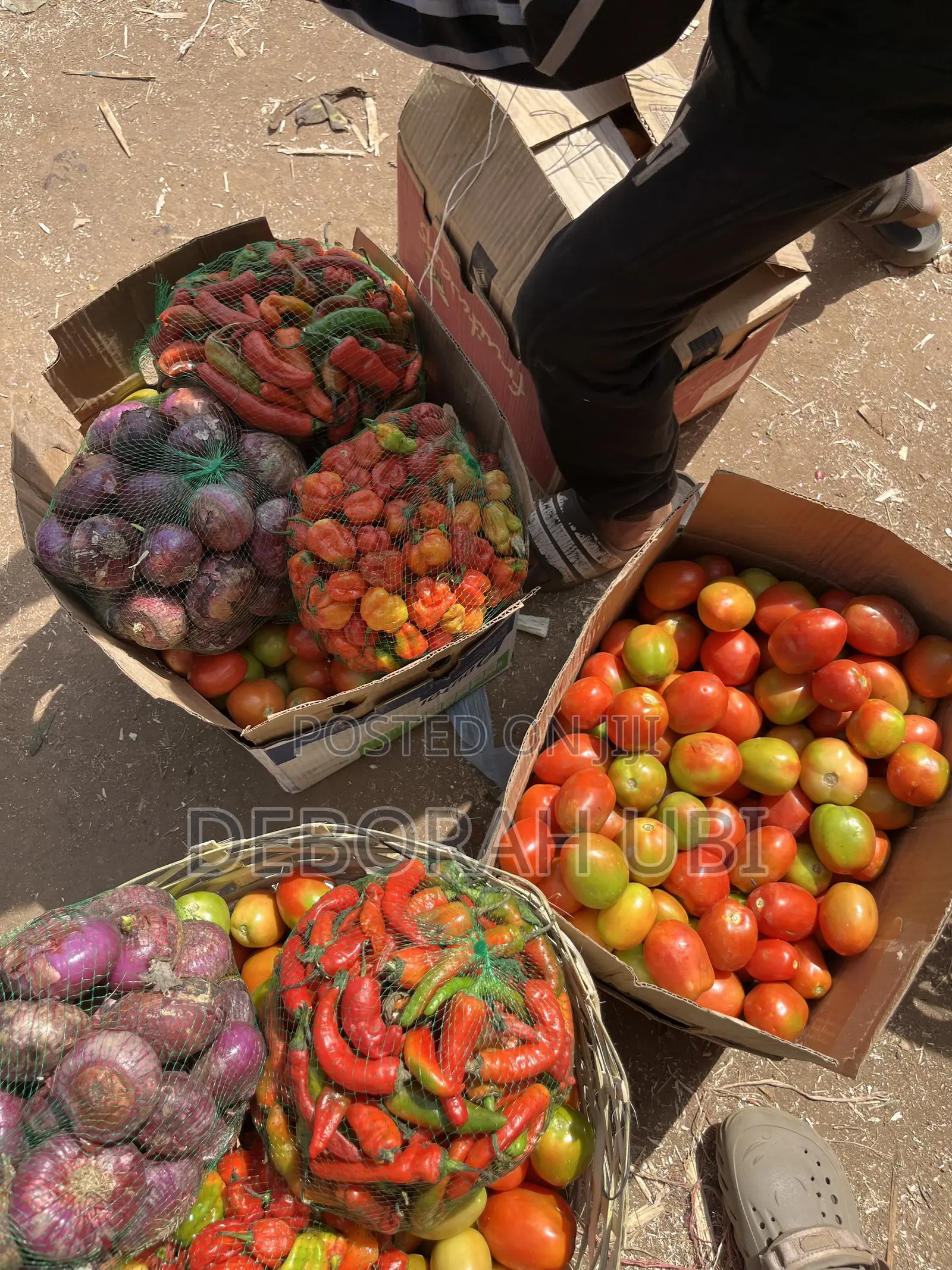 Basket Jos UTC Tomatoes