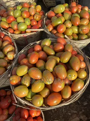 Basket Jos UTC Tomatoes