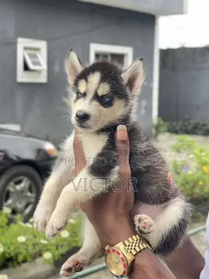 0-1 month Female Purebred Siberian Husky