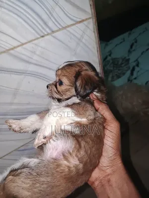 0-1 month Female Purebred Lhasa Apso
