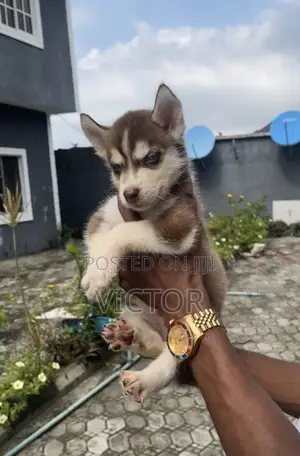0-1 month Male Purebred Siberian Husky