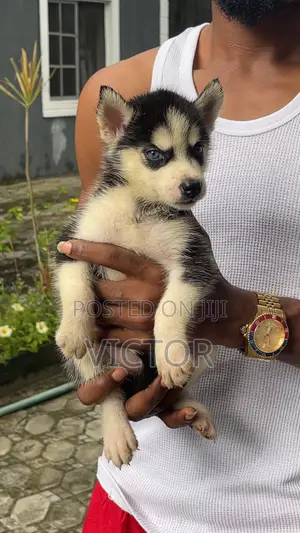 0-1 month Female Purebred Siberian Husky