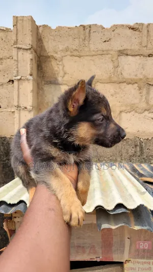 1-3 months Female Purebred German Shepherd