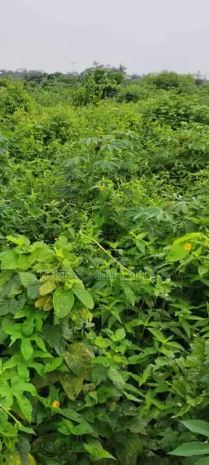 Half Plot of Land for Sale at Elelede Iraye Oke Epe 3million Dry Land