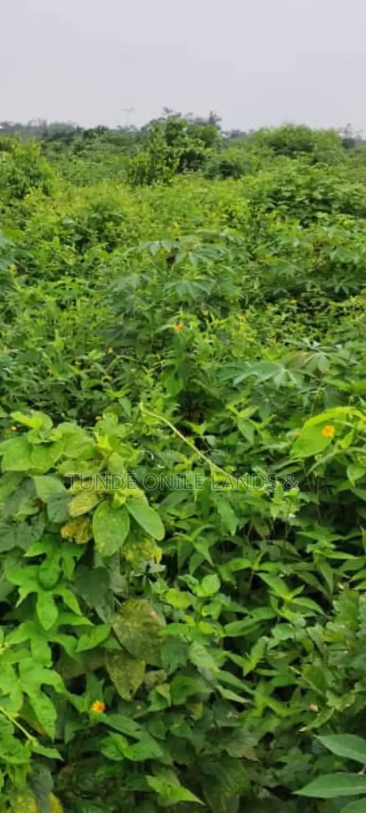 Half Plot of Land for Sale at Elelede Iraye Oke Epe 3million Dry Land