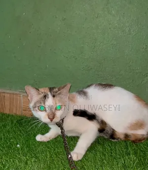 6-12 months Female Purebred Turkish Angora