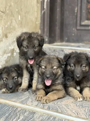1-3 months Female Purebred German Shepherd
