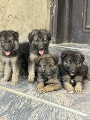 1-3 months Male Purebred German Shepherd
