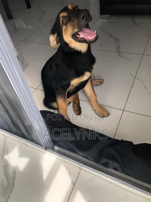 3-6 months Female Purebred German Shepherd