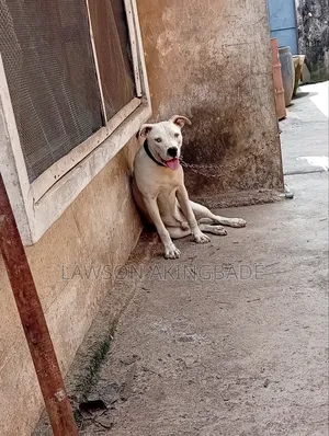 1+ year Male Purebred American Pit Bull Terrier