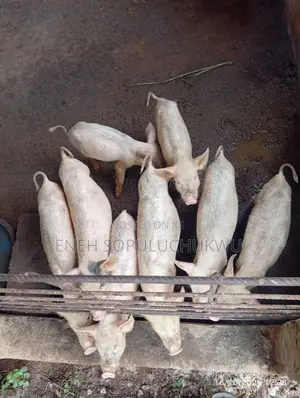 Large White Pig/Weaners