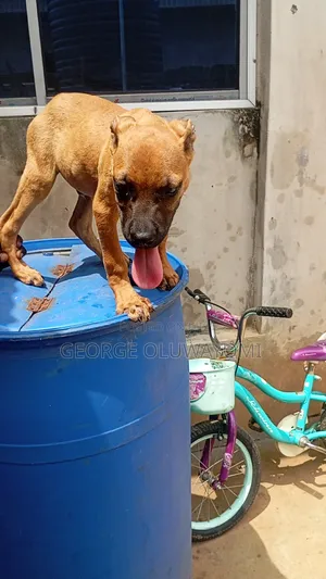 3-6 months Male Purebred Boerboel