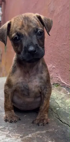 1-3 months Female Purebred Boerboel