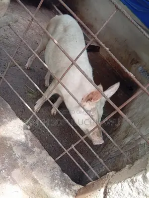 Pigs/ Pregnant Sows