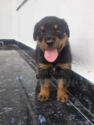 1-3 months Male Purebred Rottweiler