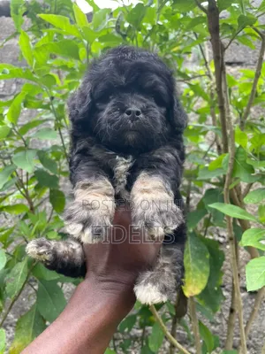 1-3 months Female Purebred Lhasa Apso